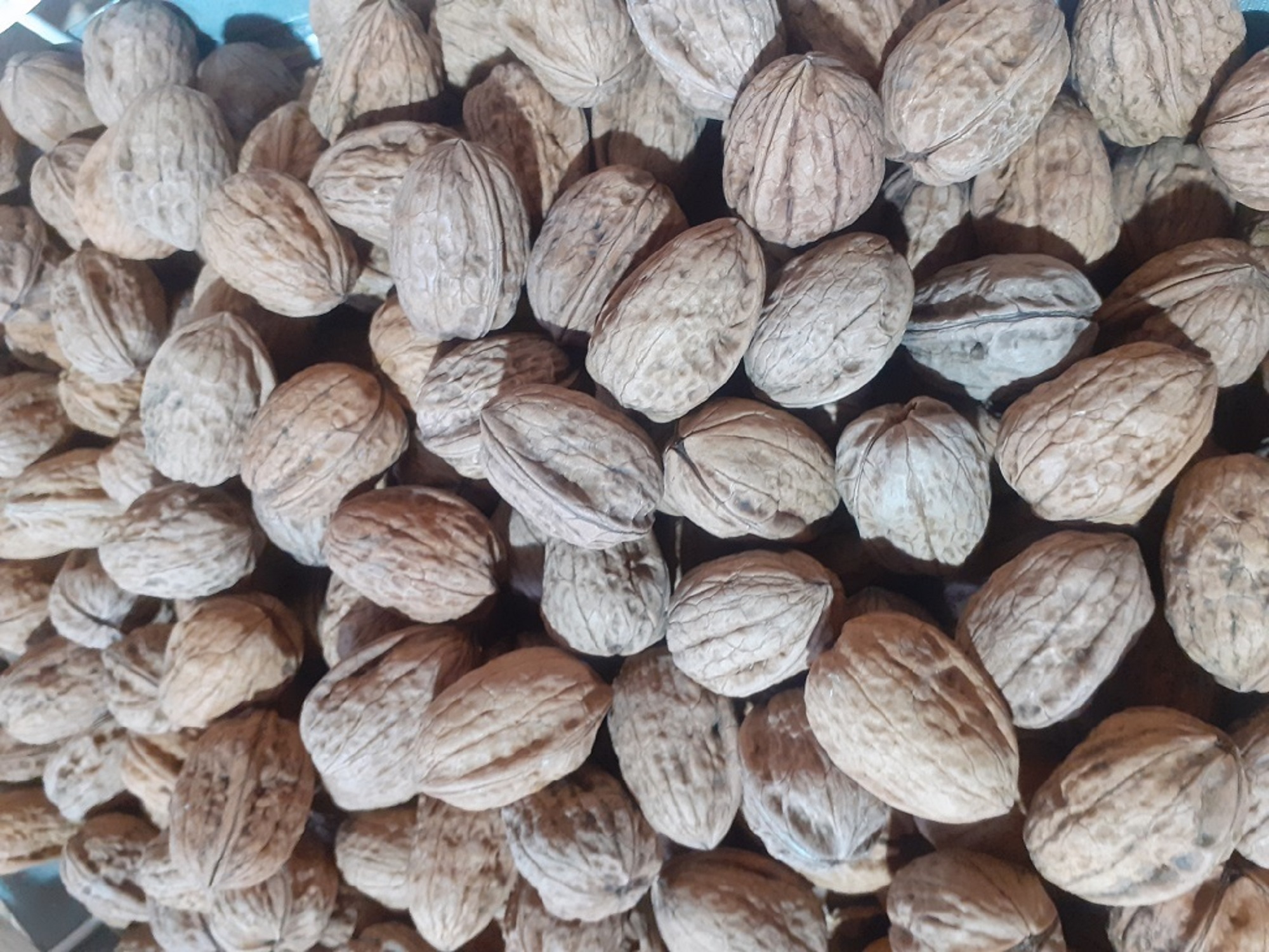 noci 500 g