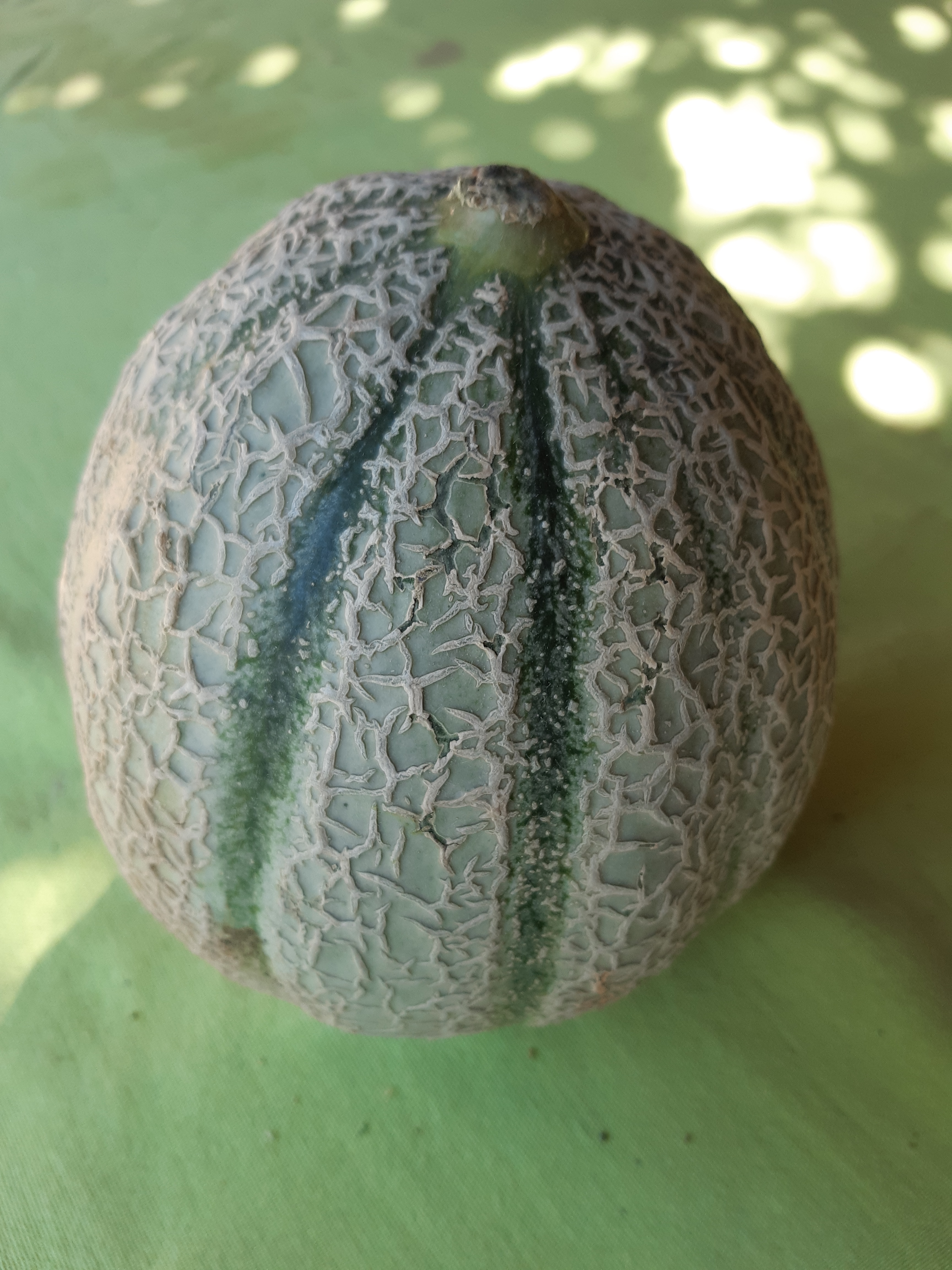 melone retato kg 1.2