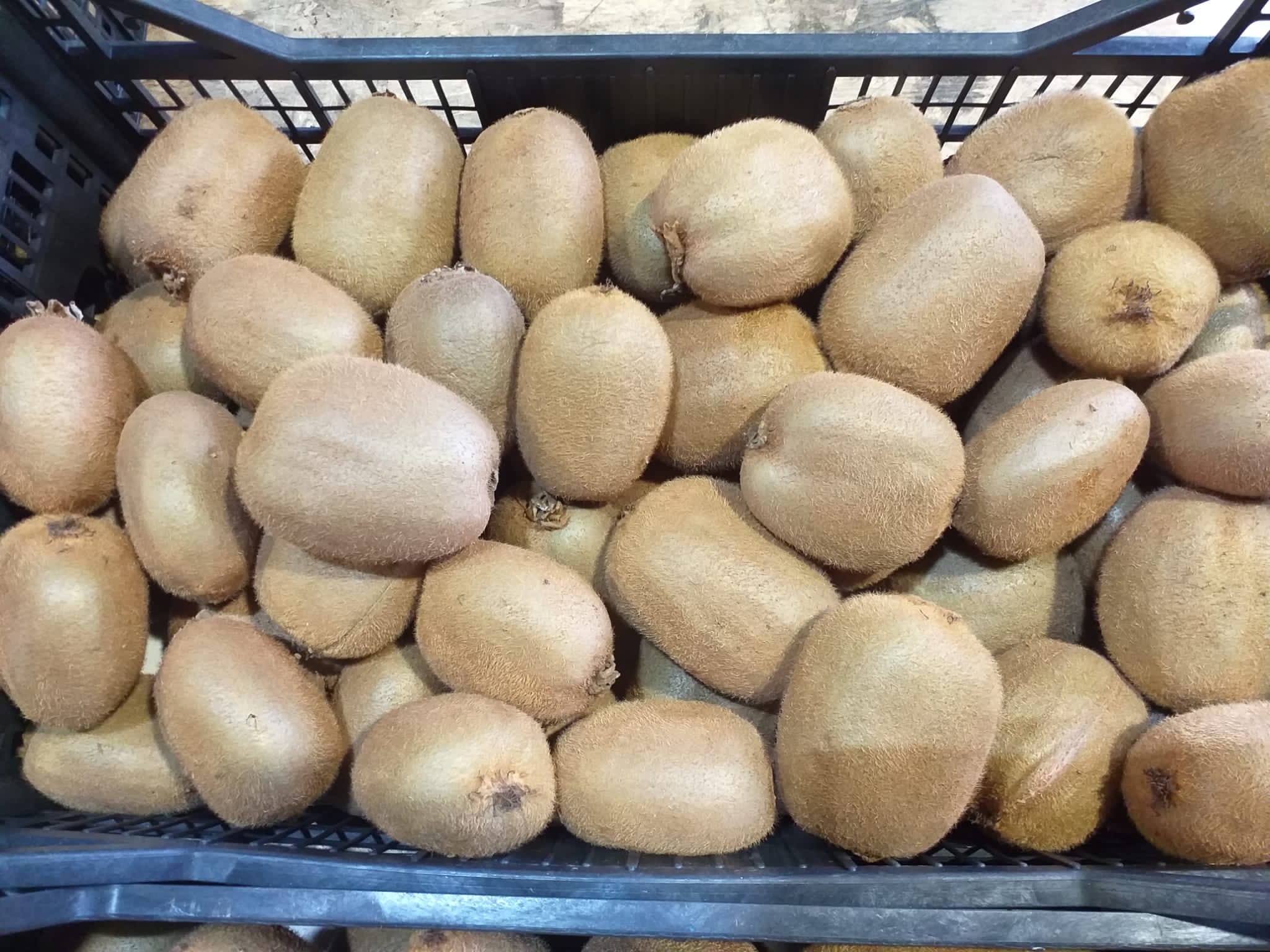 kiwi grosso kg 5