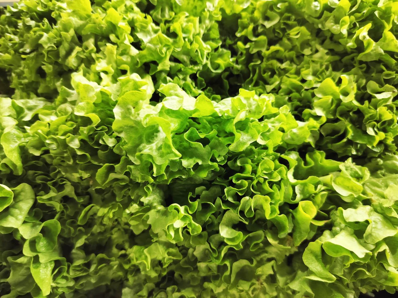 insalata gentilina 500 g