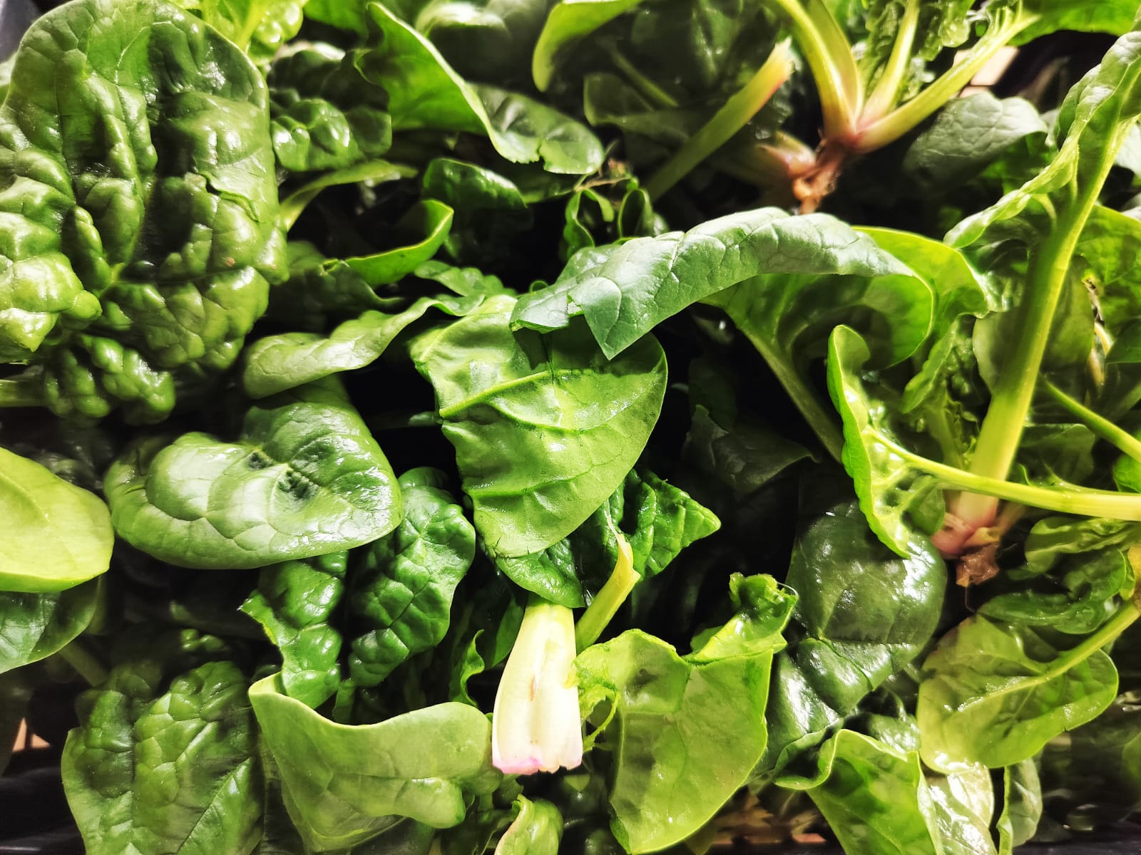 spinaci 500 g
